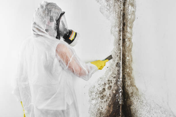 Best Mold Removal Process  in Carroll Valley, PA