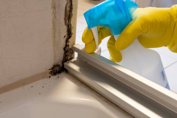 Mold Removal Process in Carroll Valley, PA