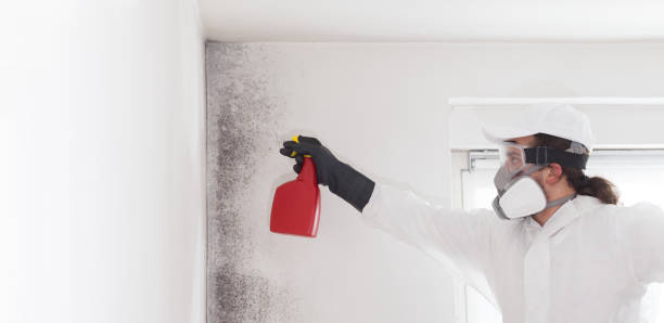 Professional Mold Removal in Carroll Valley, PA