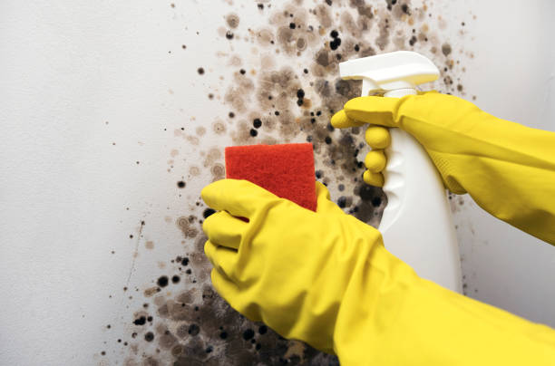 Best Attic Mold Removal  in Carroll Valley, PA