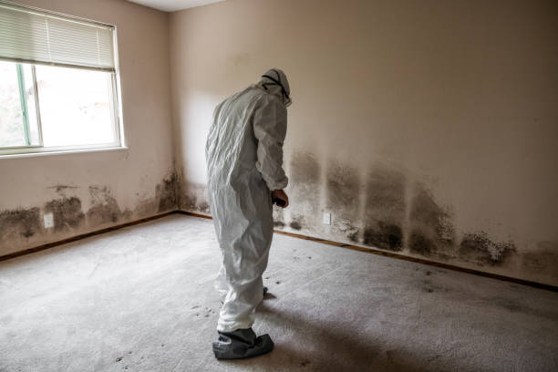 Best Commercial Mold Removal  in Carroll Valley, PA